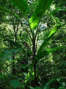 雲南芭蕉 雲南芭蕉
