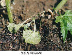 苦瓜猝倒病 苦瓜猝倒病