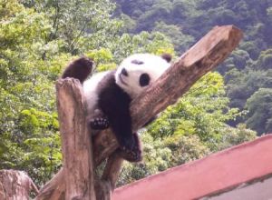 蜂桶寨自然保護區