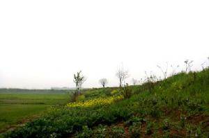 垌冢鎮鄉村風貌