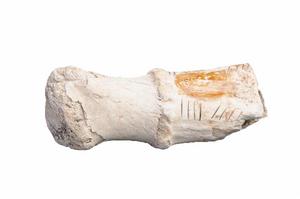 新石器時代刻劃紋麋鹿角 新石器時代刻劃紋麋鹿角