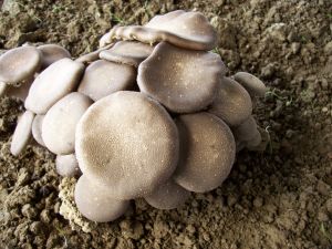 江江提供，引自www.jxsyj.net