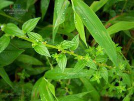 多枝霧水葛 多枝霧水葛
