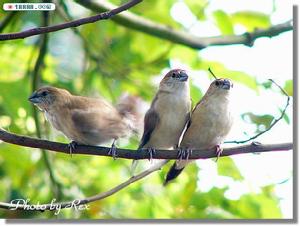 淡色文鳥 淡色文鳥