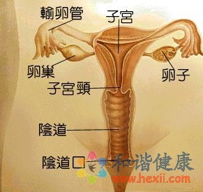 輸卵管膨出