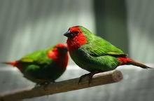 紅喉鸚雀 紅喉鸚雀