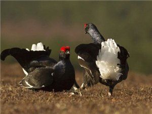 黑琴雞英國亞種 黑琴雞英國亞種