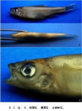 大鱗黑線 大鱗黑線