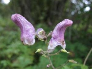 碎骨還陽 碎骨還陽