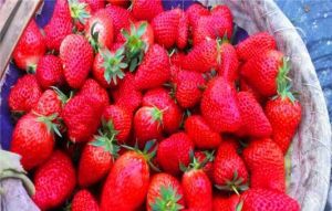 小吳草莓園 小吳草莓園