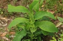 短傘大葉柴胡 短傘大葉柴胡