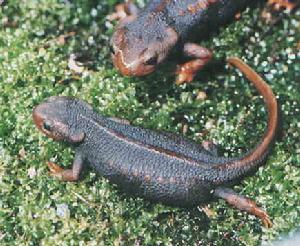 （圖）棕黑疣螈