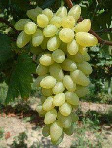 白香蕉葡萄 白香蕉葡萄