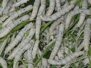 車前蠶砂薏米粥