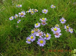 氈毛紫菀 氈毛紫菀