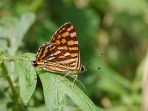 無尾蜆蝶 無尾蜆蝶