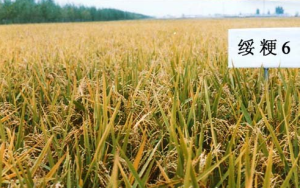綏粳6號 綏粳6號