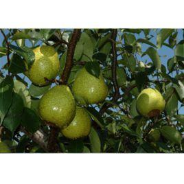萊陽茌梨 萊陽茌梨