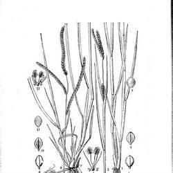 矮小襄穎草 矮小襄穎草