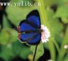 翠藍黃灰蝶