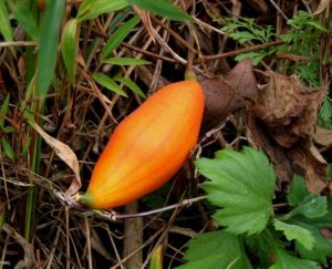 中華栝樓 中華栝樓