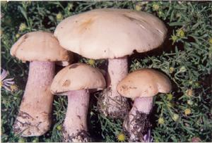 紫丁香蘑 紫丁香蘑