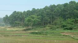 (圖)保護母親河工程---四川樂山(讀者林)項目區