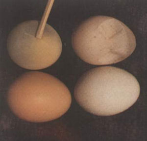 產蛋下降綜合症 產蛋下降綜合症