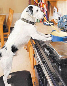 賽克斯[混血狗]