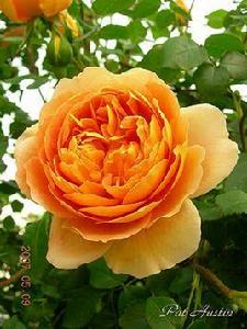 帕特奧斯汀 帕特奧斯汀