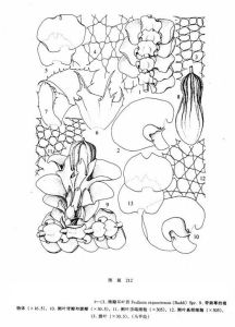 褶瓣耳葉苔 褶瓣耳葉苔