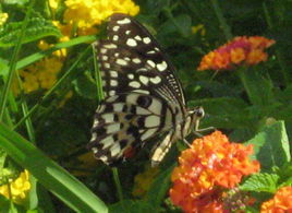 無尾鳳蝶 無尾鳳蝶