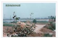 前上泊村 前上泊村