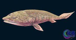 魚類祖先 魚類祖先