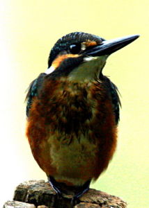 王樹青[山東臨沂籍烈士]