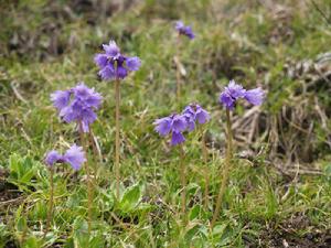 山麗報春 山麗報春