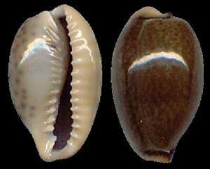 加勒比海寶螺 加勒比海寶螺