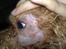 犬疥癬病 犬疥癬病