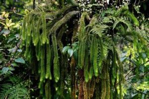 杉葉石松 杉葉石松