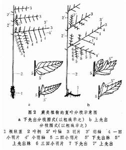 複葉分枝示意圖