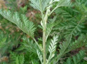 長梗米蒿(變種) 長梗米蒿(變種)