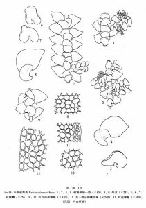 中華扁萼苔 中華扁萼苔