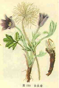 鍾萼白頭翁 鍾萼白頭翁