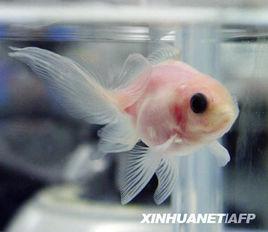 透明鱗金魚 透明鱗金魚