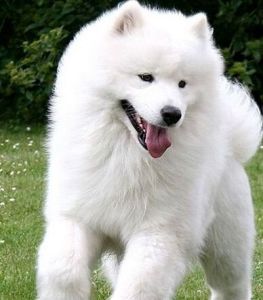 美國愛斯基摩犬 美國愛斯基摩犬