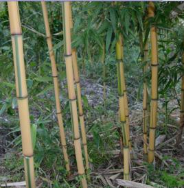 黃金間碧竹 黃金間碧竹