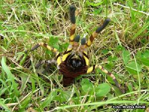 降落傘華麗雨林