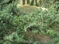 短葉羅漢松（變種）