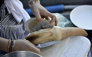 象牙蚌的各種圖片