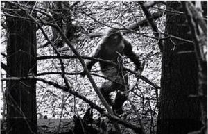 雪人[人形怪物]